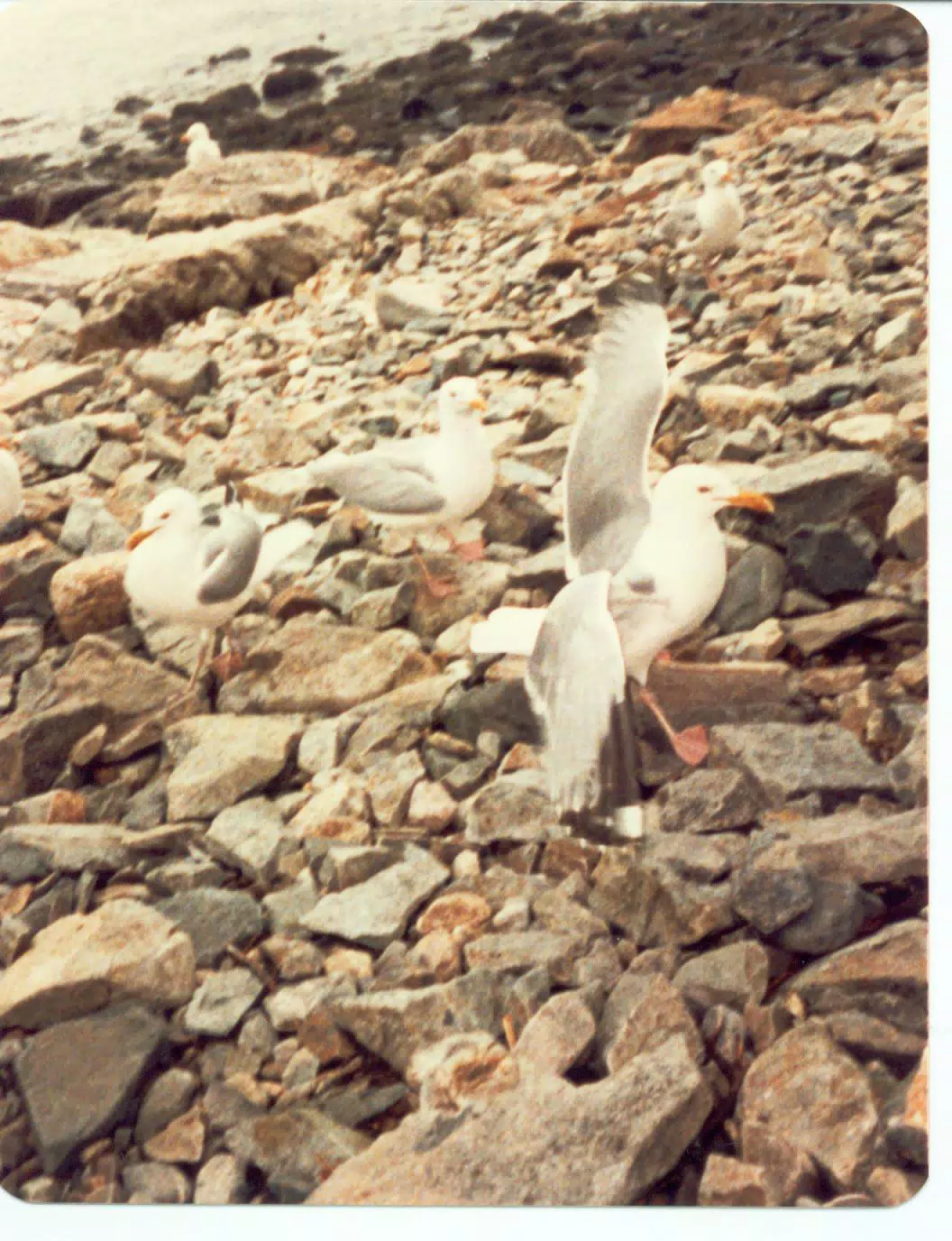 Seagulls on Mount Desert Island, Maine