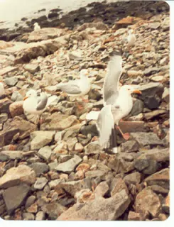 Seagulls on Mount Desert Island, Maine