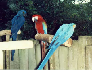 Parrots on Discovery Island in Walt Disney World