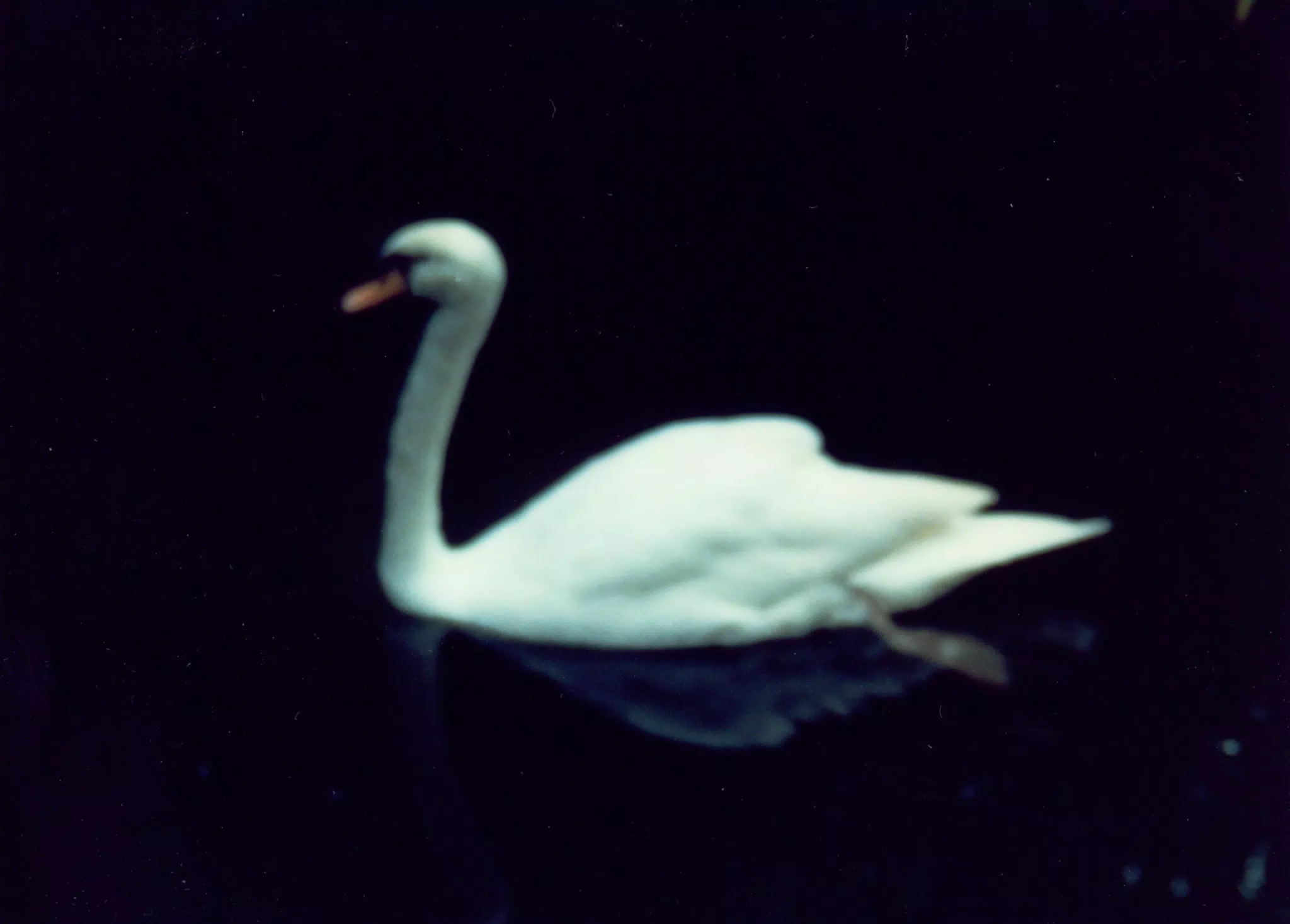 Florida Swan