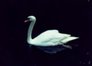 Florida Swan