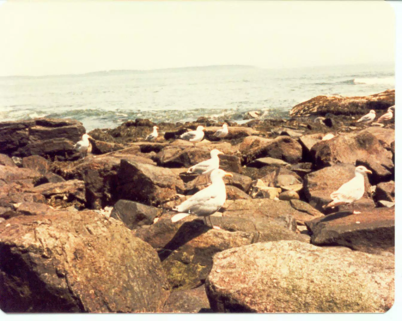Seagulls on Mount Desert Island, Maine
