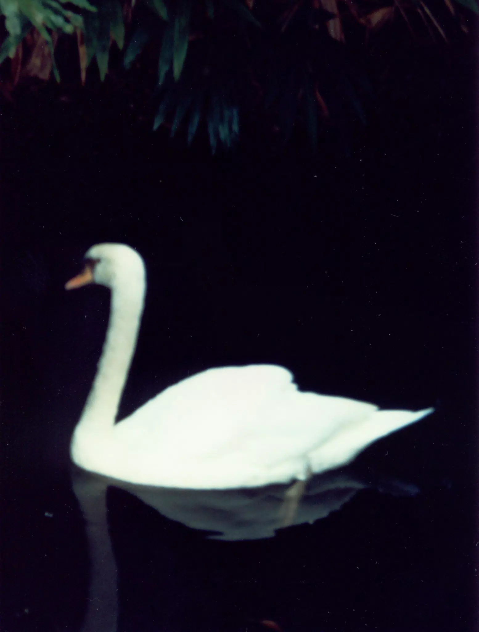 Florida Swan