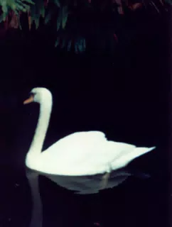 Florida Swan