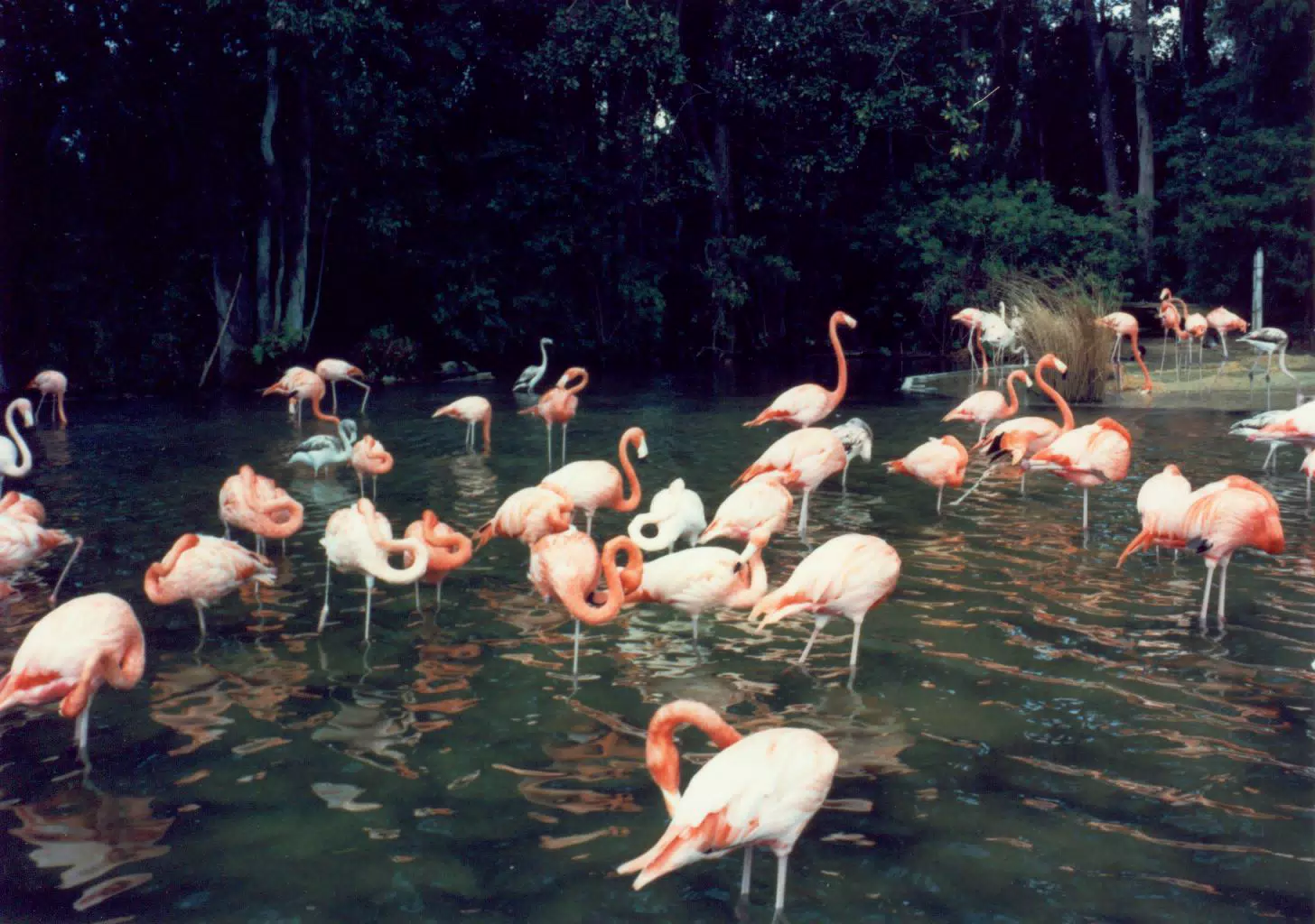 Florida Flamingoes