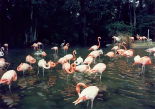 Florida Flamingoes