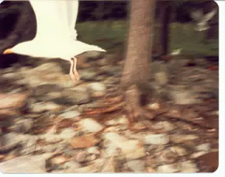 Seagull Flying By