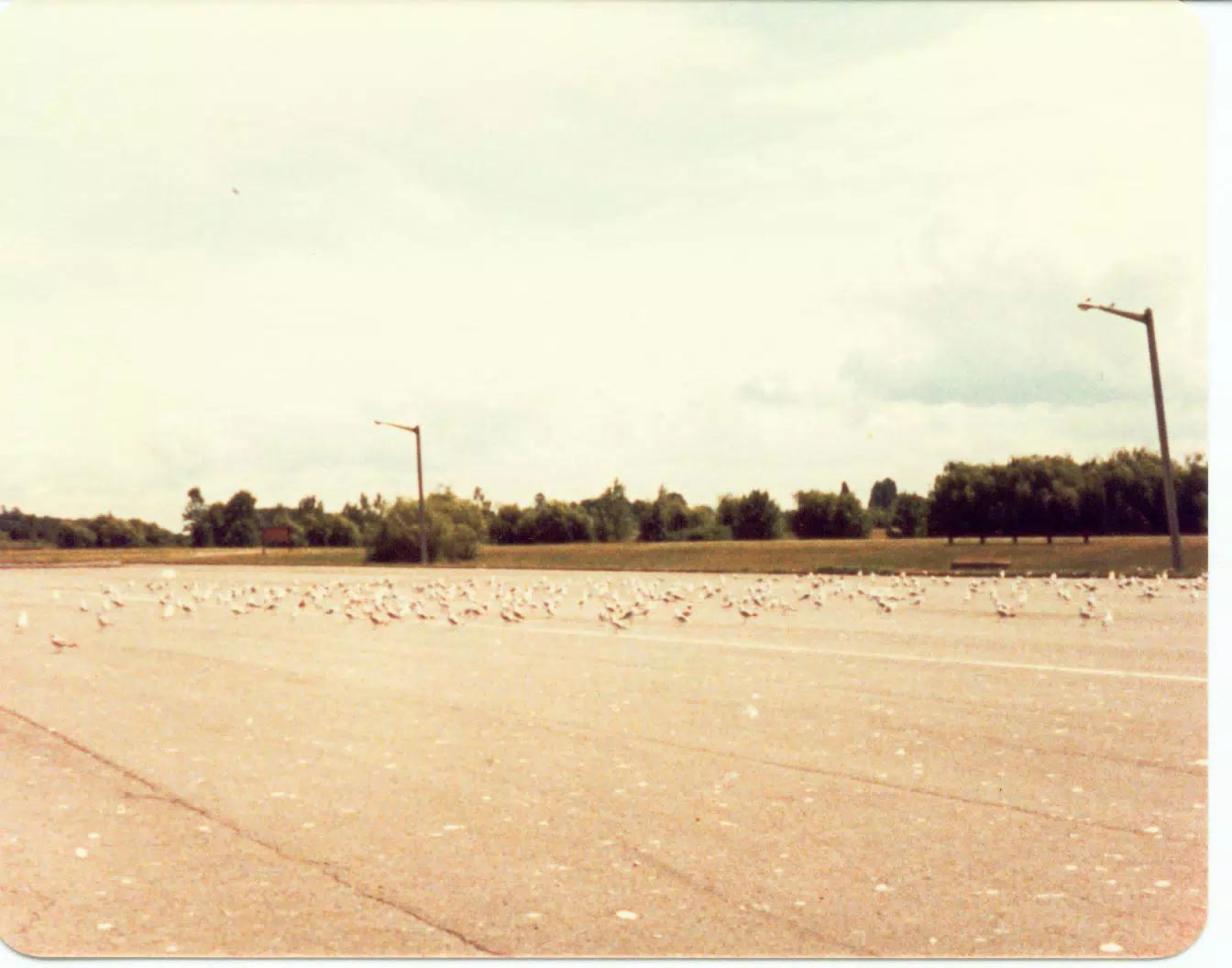 Seagulls in Parking Lot