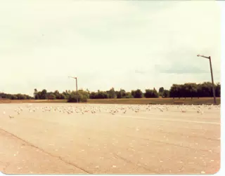 Seagulls in Parking Lot