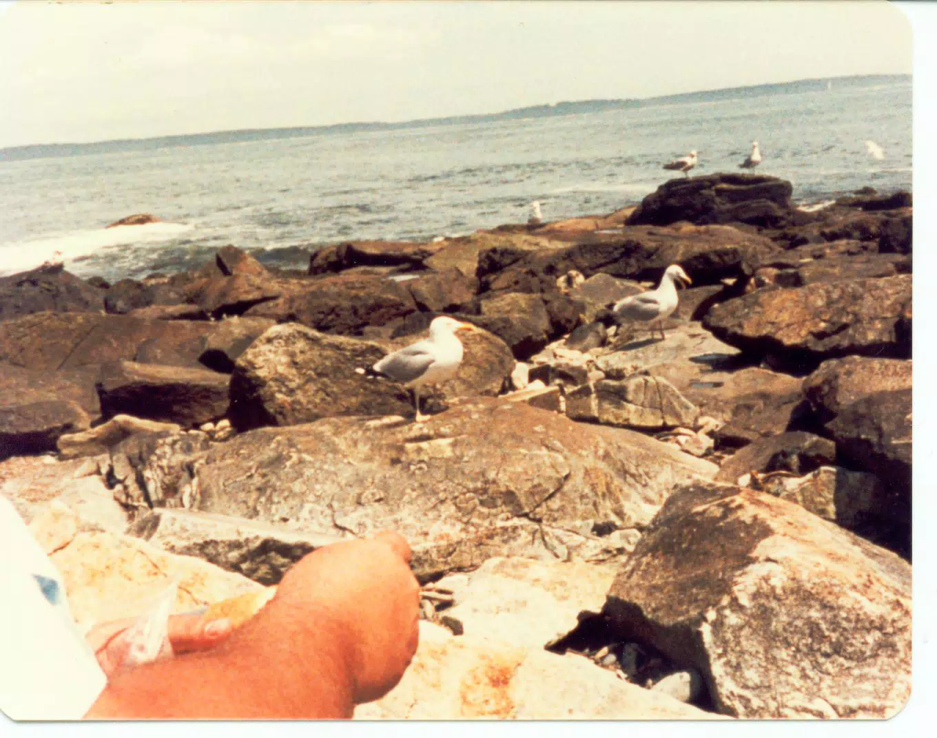 Seagulls on Mount Desert Island, Maine