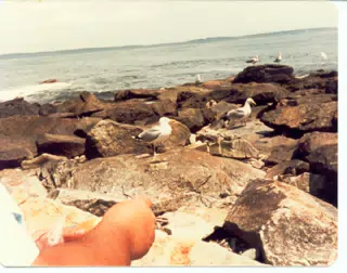 Seagulls on Mount Desert Island, Maine
