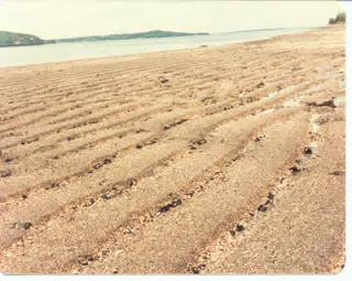 Beach on Mount Desert Island
