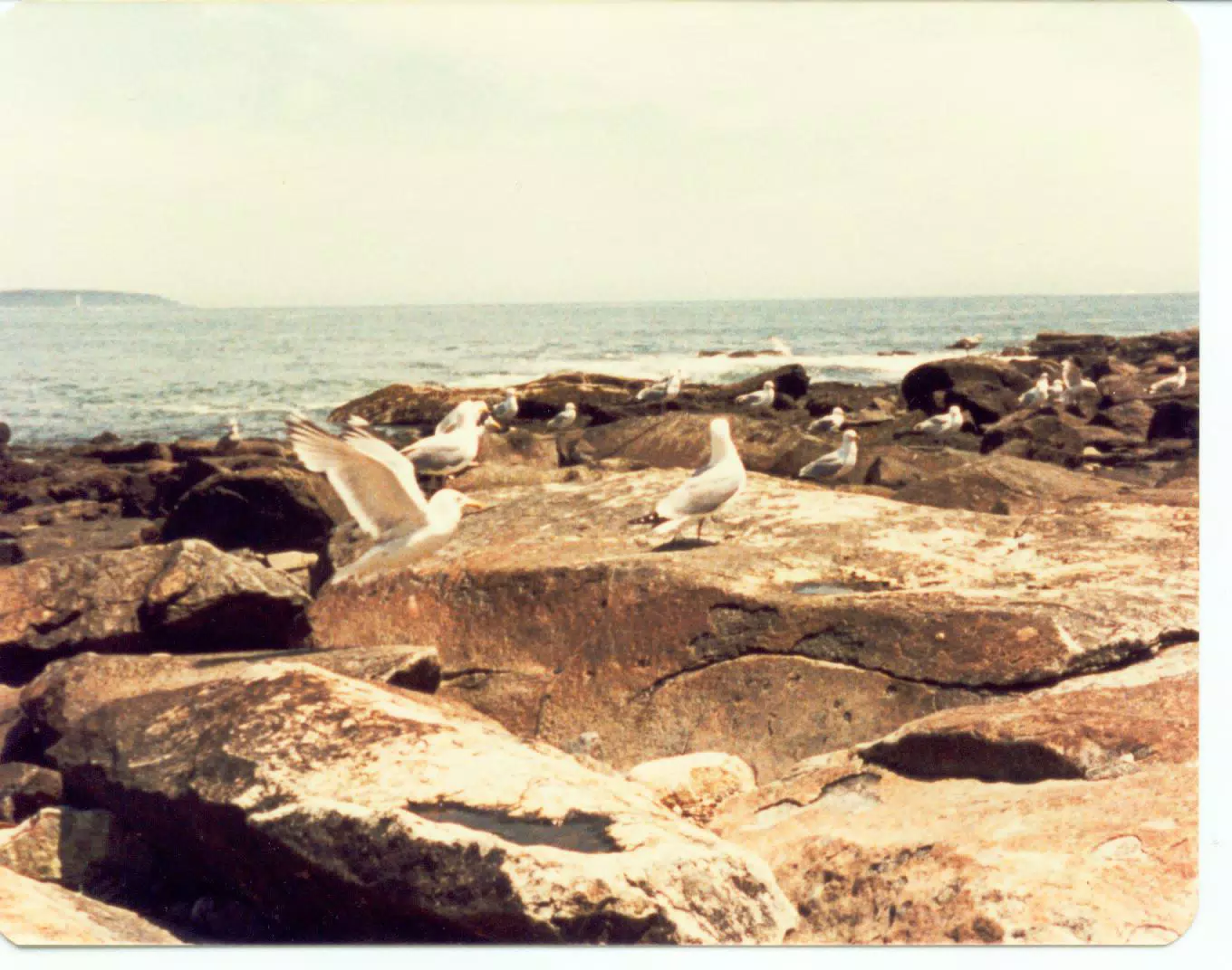 Seagulls on Mount Desert Island, Maine