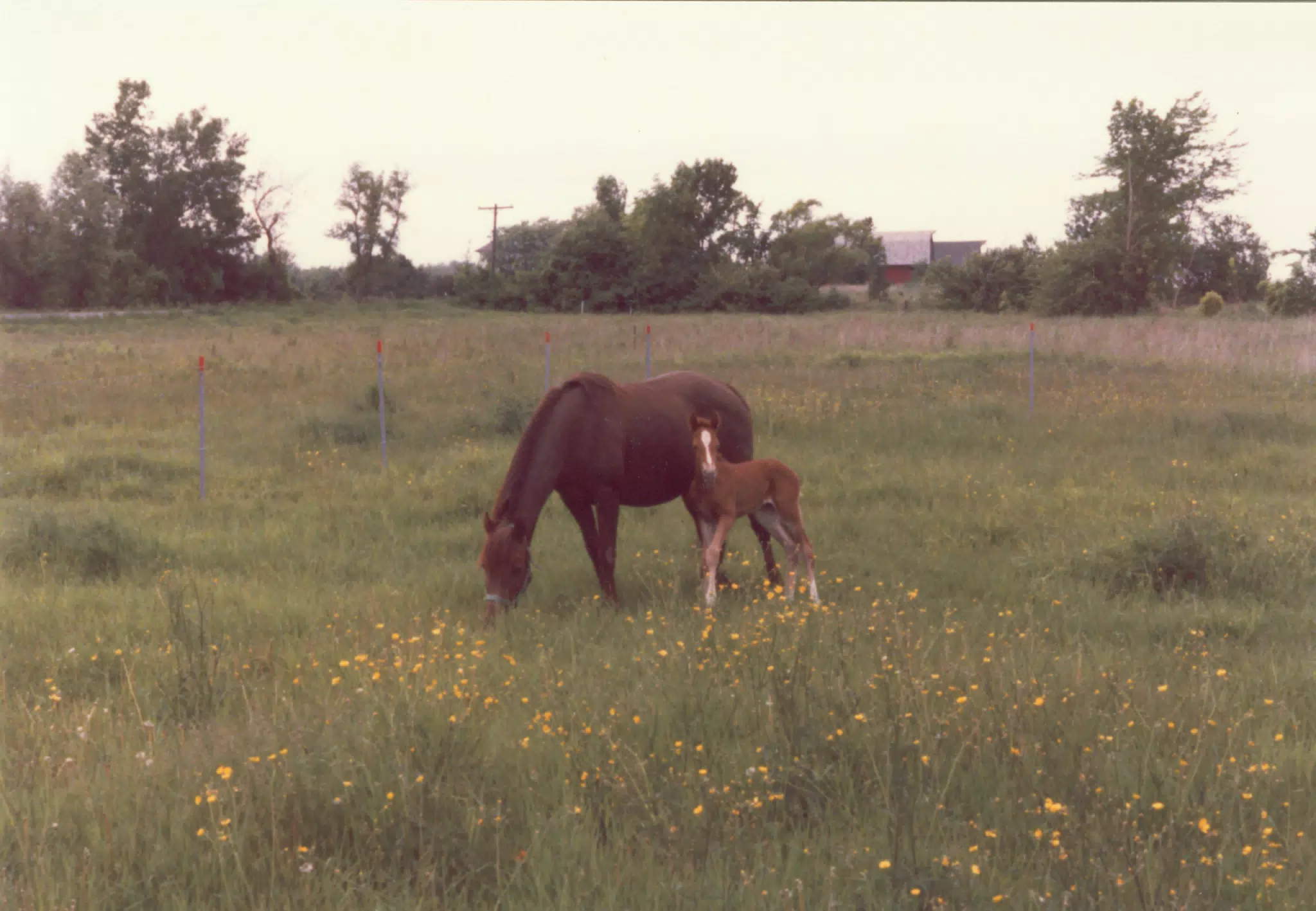 Melody and Young Blaze