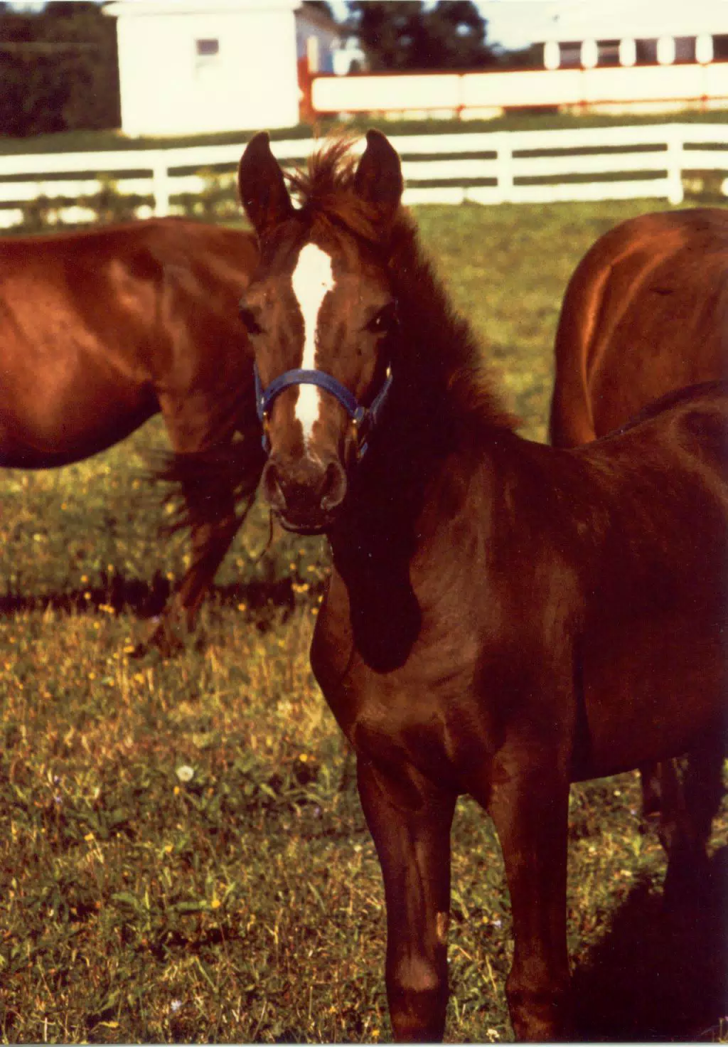 Blaze as a Foal