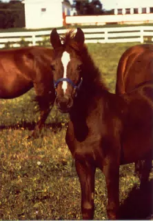 Blaze as a Foal