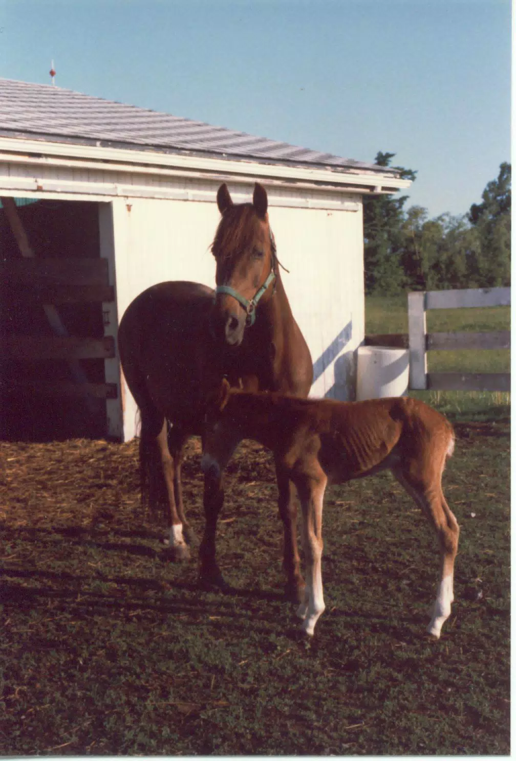 Melody and Young Blaze