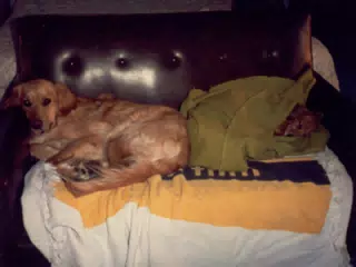 Lady and Nugget