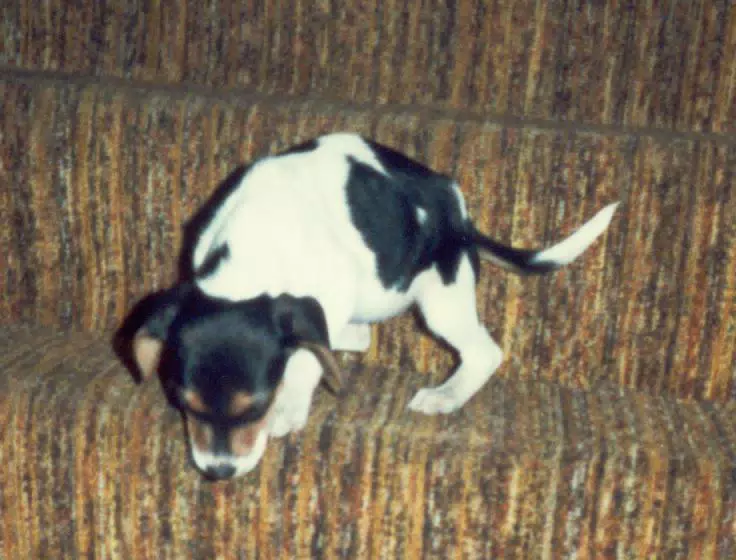Dog in Ohio