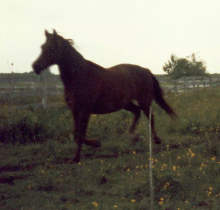 Melody