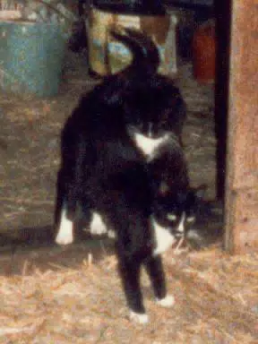 Bootsey and Whitenose
