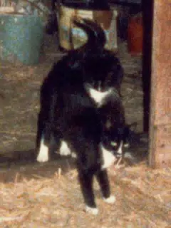 Bootsey and Whitenose