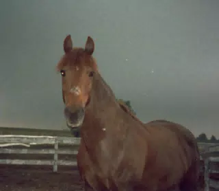 Melody the Morgan Horse