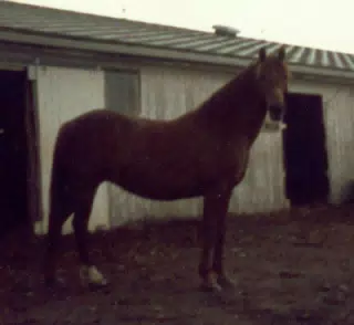 Melody the Morgan Horse