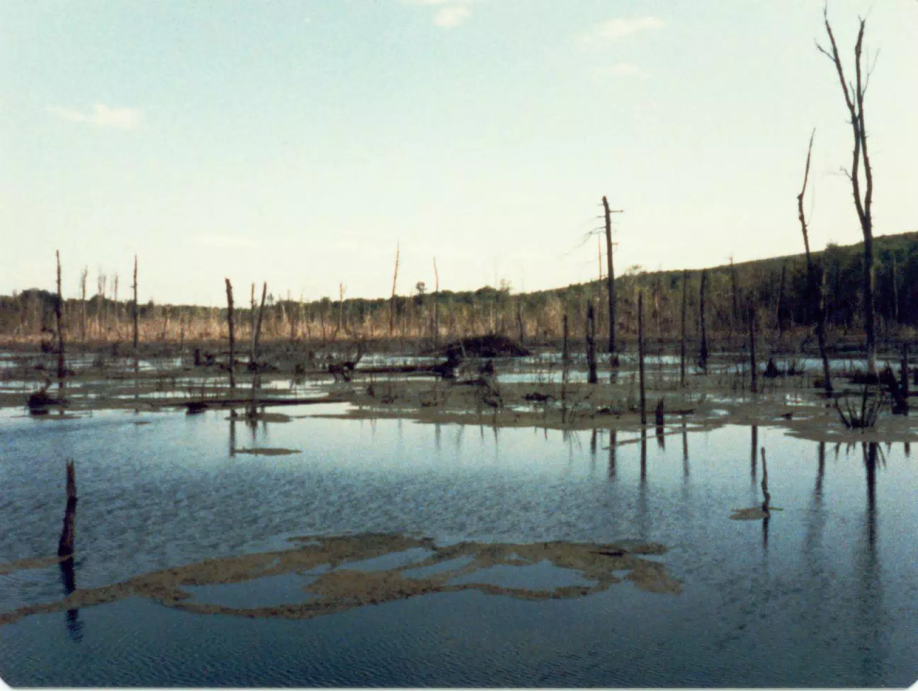Cummins Nature Center, New York
