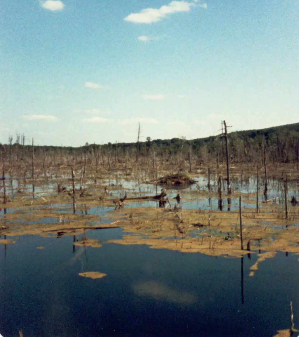 Cummins Nature Center, New York
