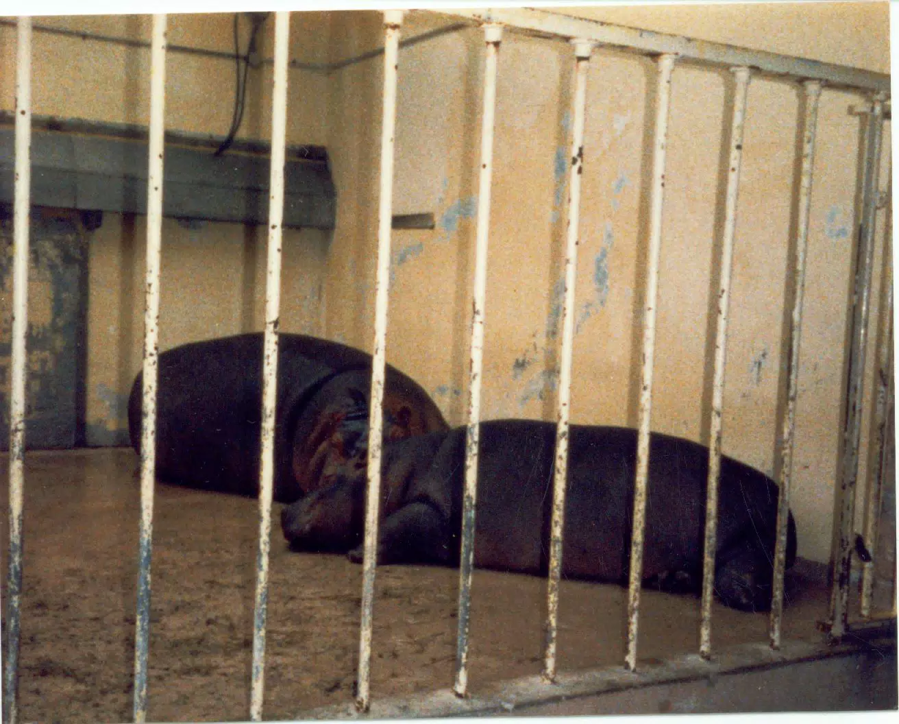 Hippos at Zoo