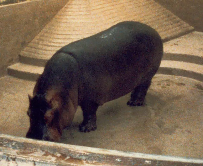 Hippo in Zoo