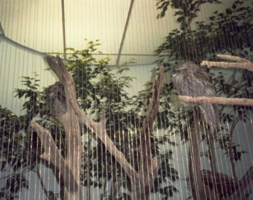 Birds in Zoo