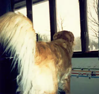 Lady Looking Out Window
