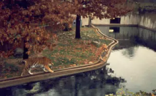 Bengal Tiger at National Zoo