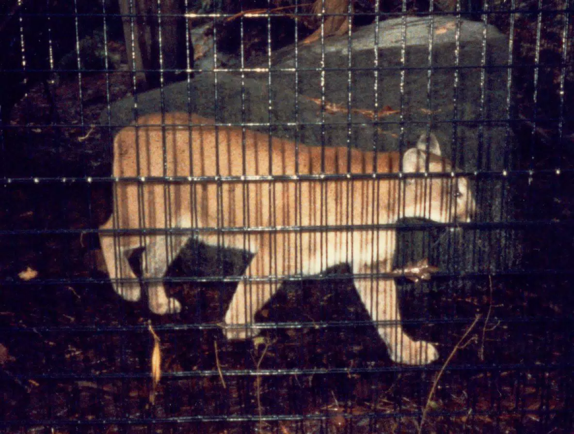 Cugar in National Zoo