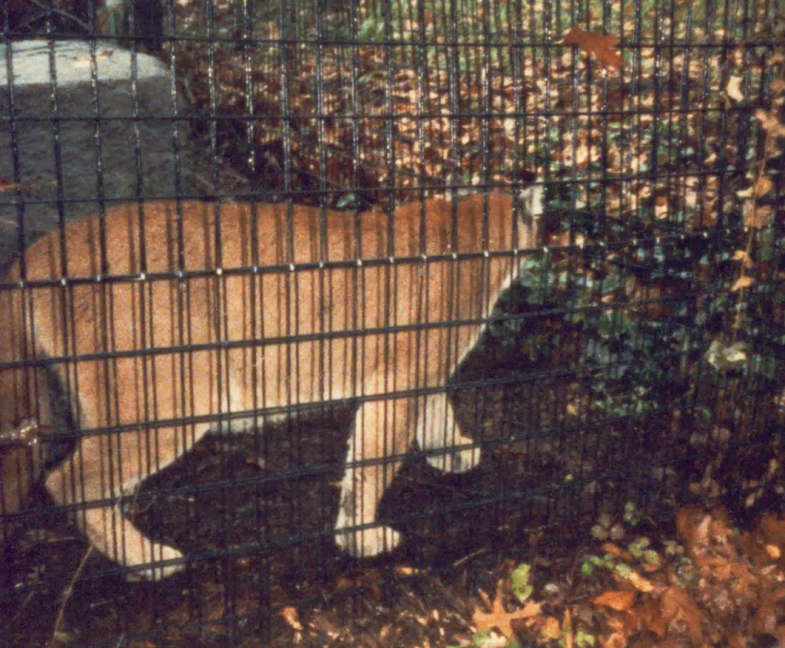 Cougar in National Zoo