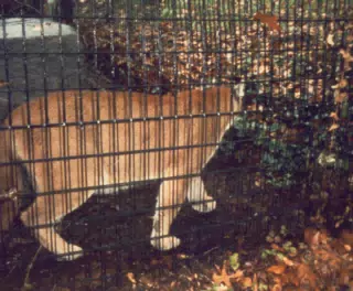 Cougar in National Zoo