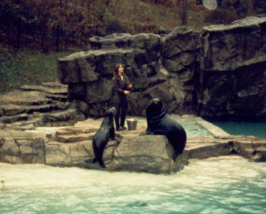 Seals at National Zoo