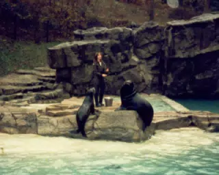 Seals at National Zoo