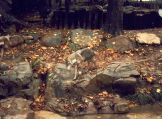 Wolves in National Zoo