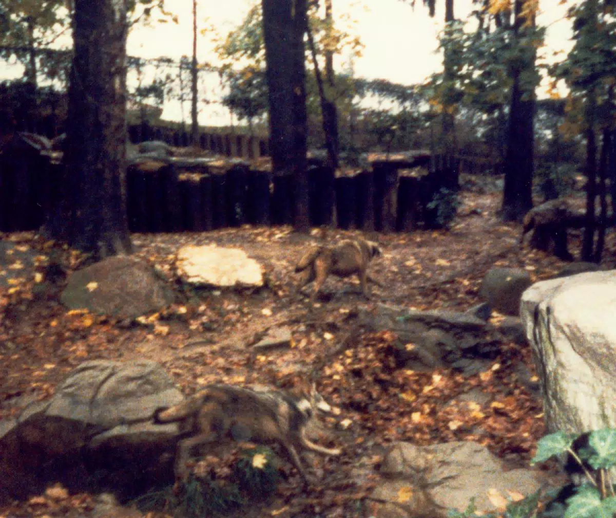 Wolves in National Zoo