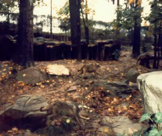 Wolves in National Zoo