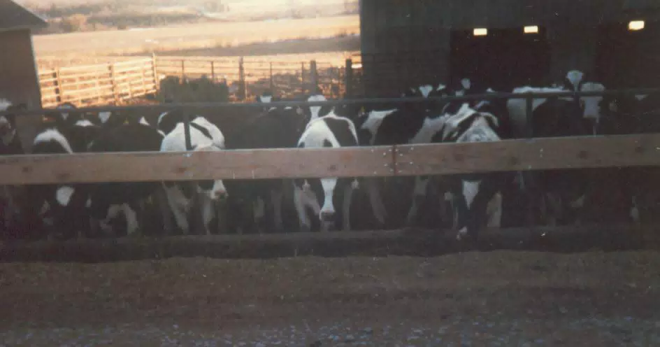 Cows in Covington, NY