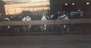 Cows in Covington, NY