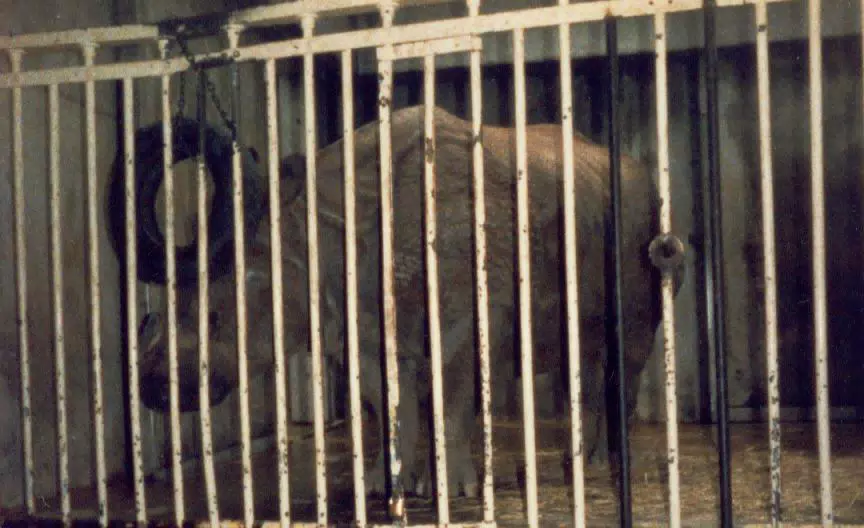 Rhino in National Zoo