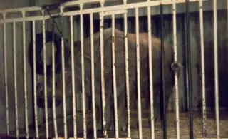 Rhino in National Zoo