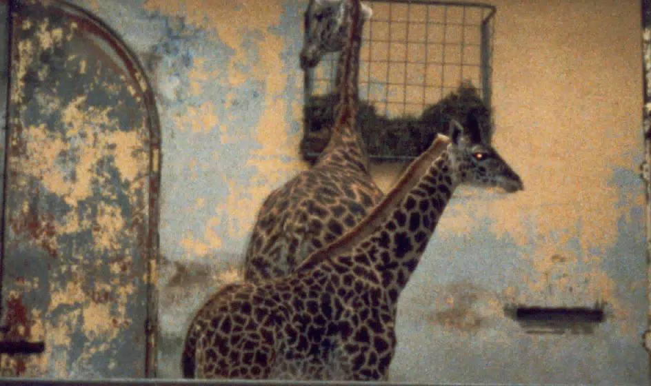 Giraffes in National Zoo