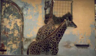 Giraffes in National Zoo