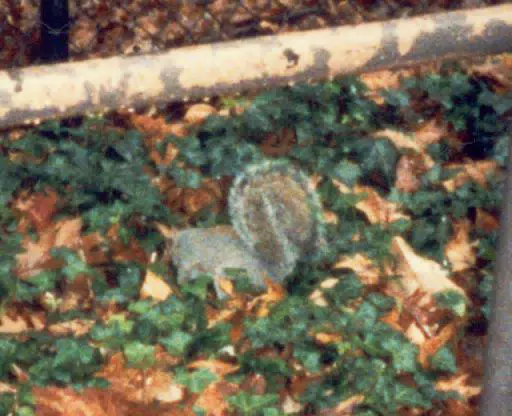 Squirrel in Zoo